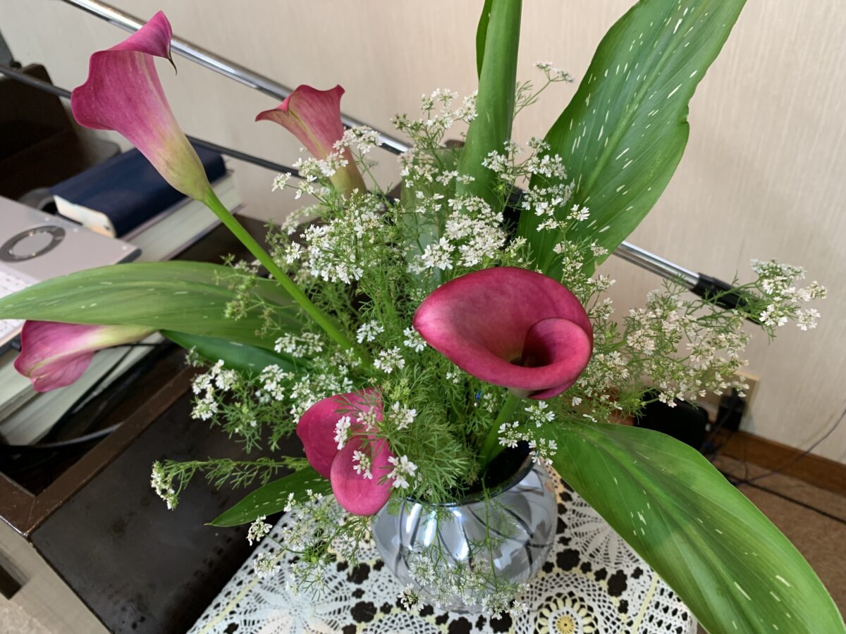 教会での日曜日の祝福に使われた狭小庭に咲いた赤のカラー