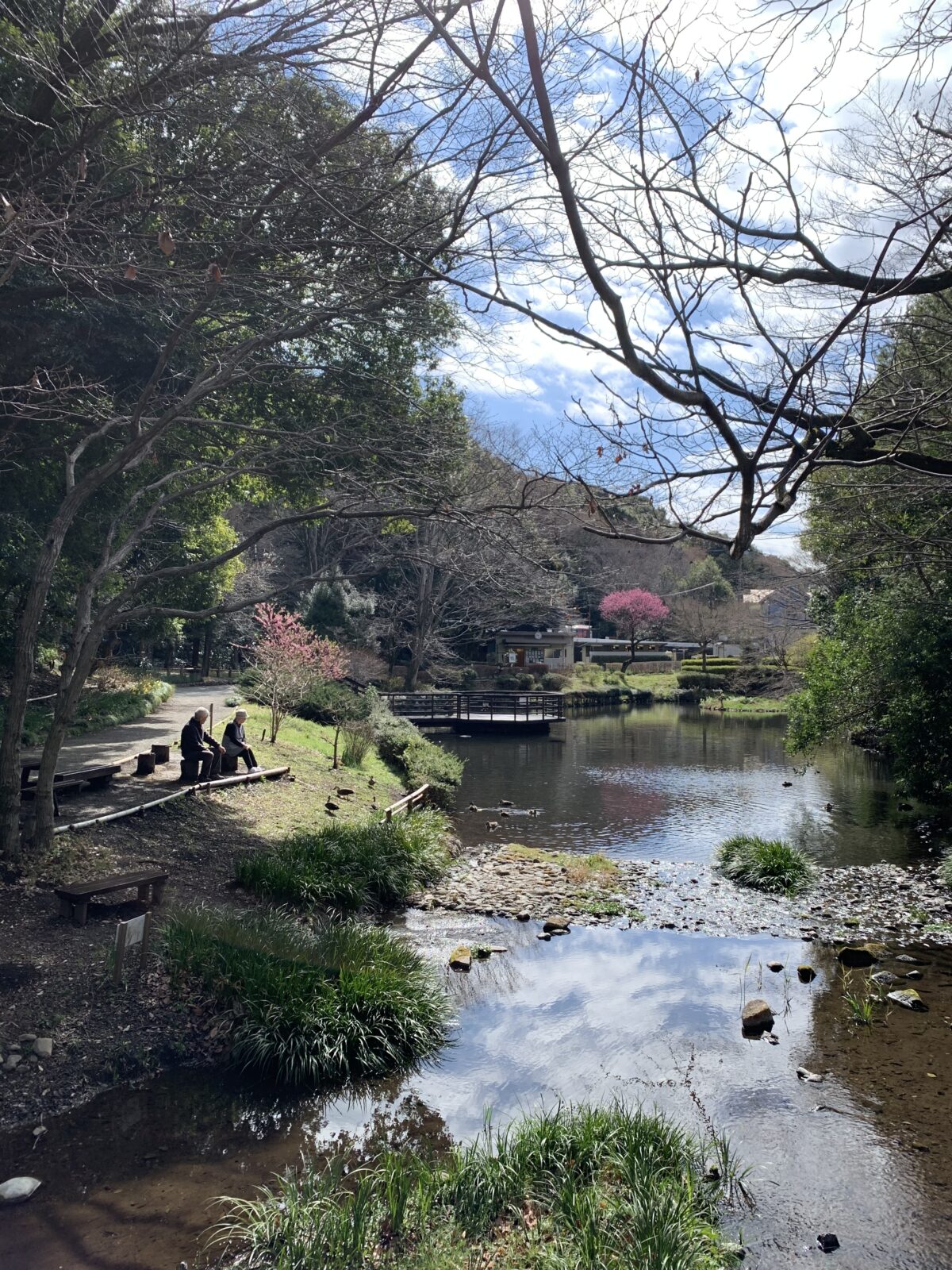 春の朝、相模原の公園でカモの大家族と静かな時間を分かち合う老夫婦（2025年3月）