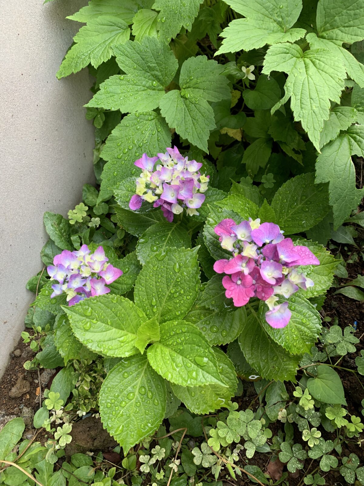 雨上がりの朝に咲いた狭小庭の紫陽花