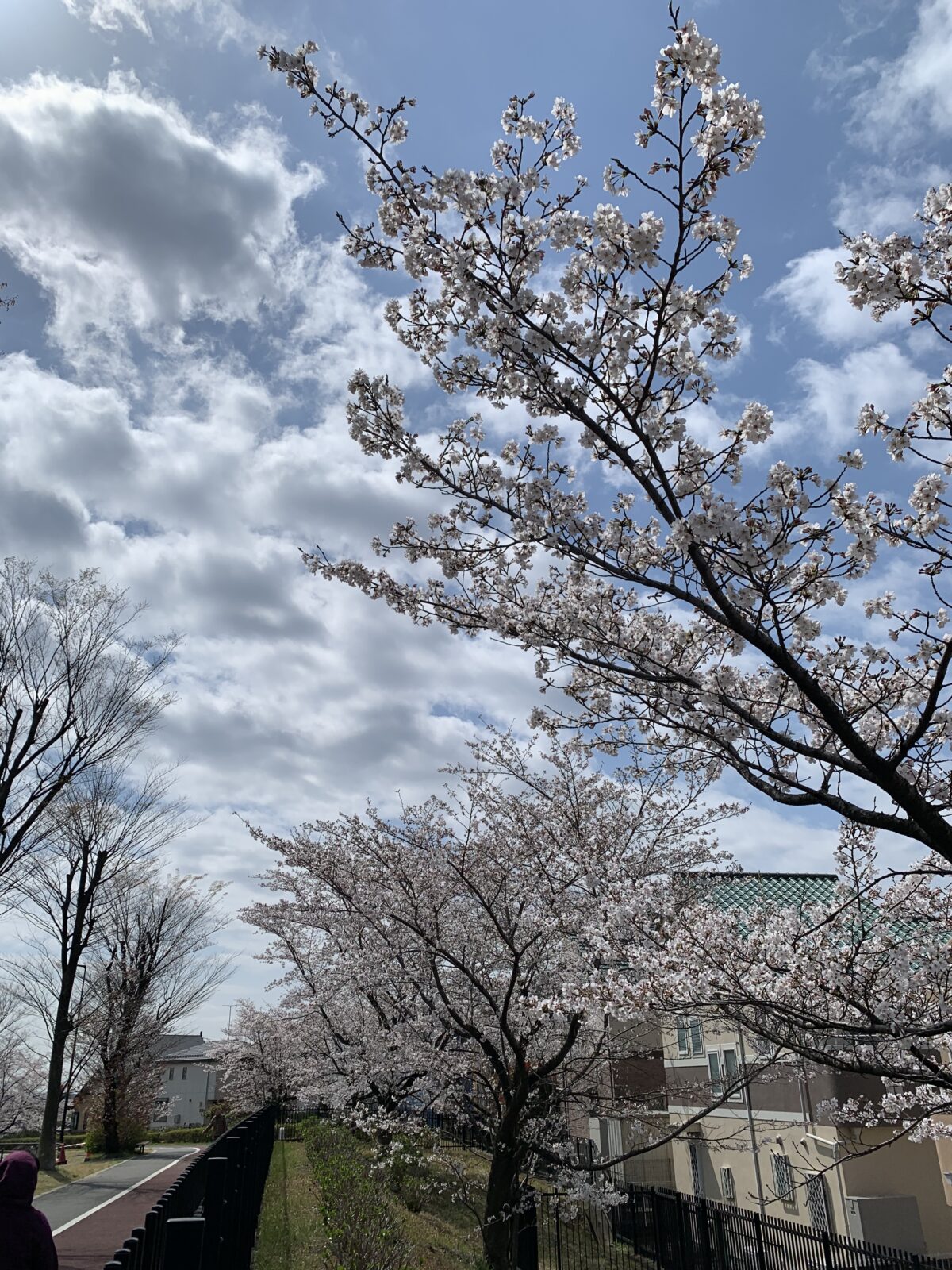 南多摩の桜並木の美しい尾根緑道（2025年4月）