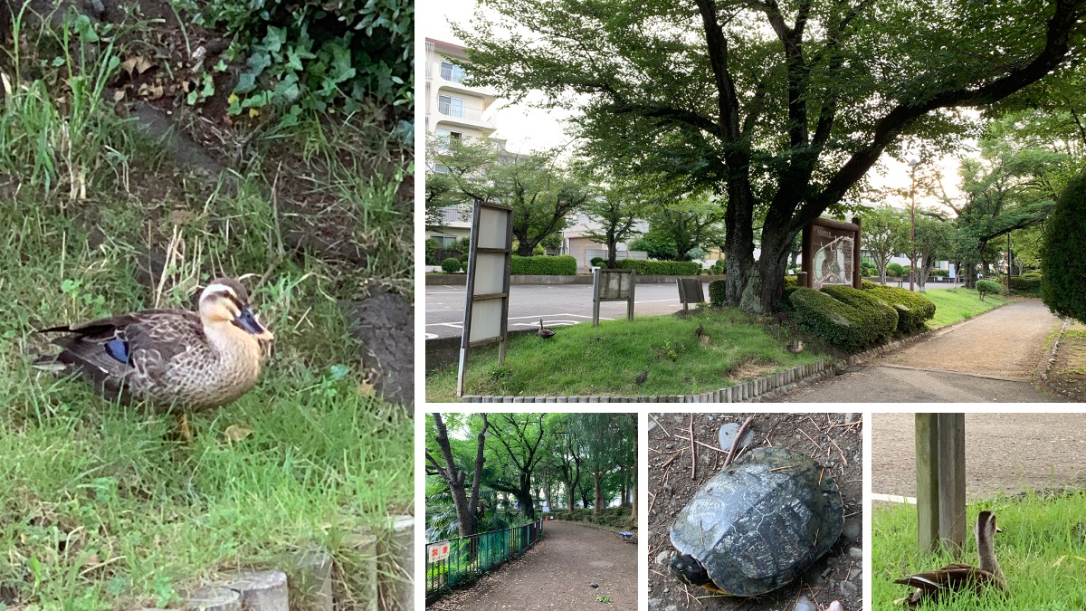 梅雨の季節、相模原の公園で沼から出てきて涼む鴨と亀（2025年6月）