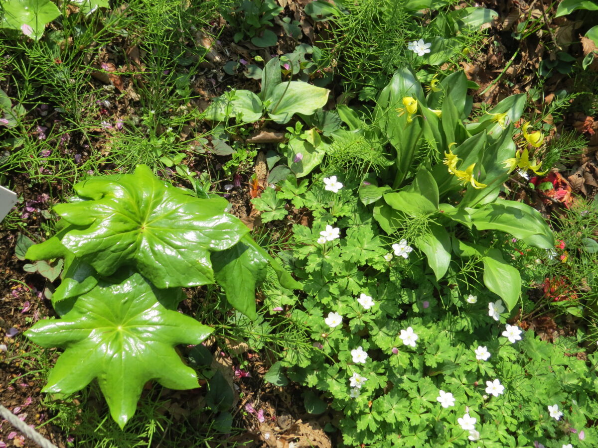 黄色のカタクリ花と白花カタクリの一種（素芯酔白）