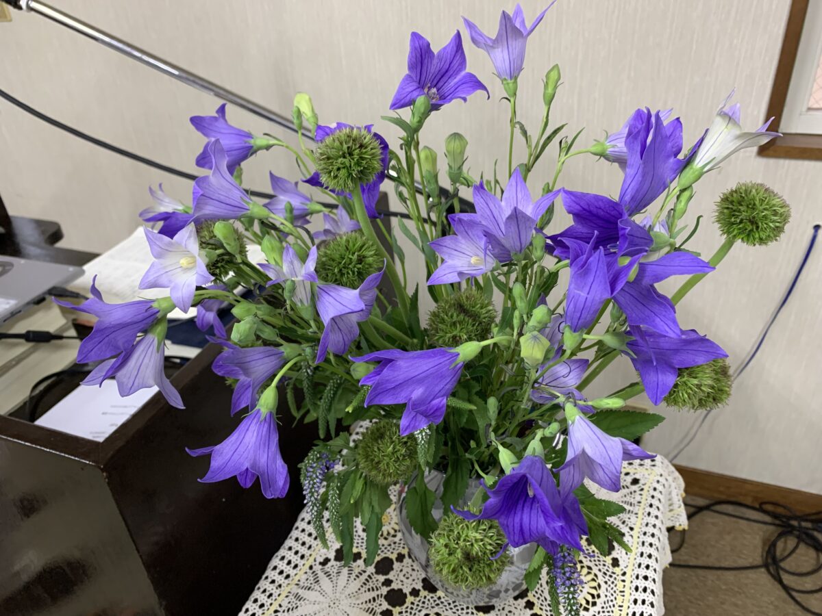 桔梗：夏の暑さの中でも元気に咲いてくれる涼やかな花