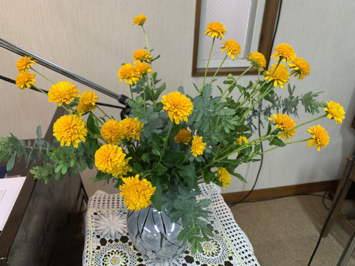 2025-08_Endless-sunshine-Double-flowered-sunflower