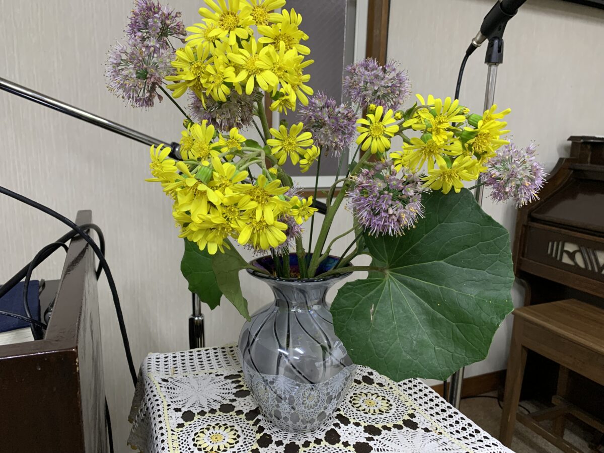 石蕗の大きな葉と黄色い花