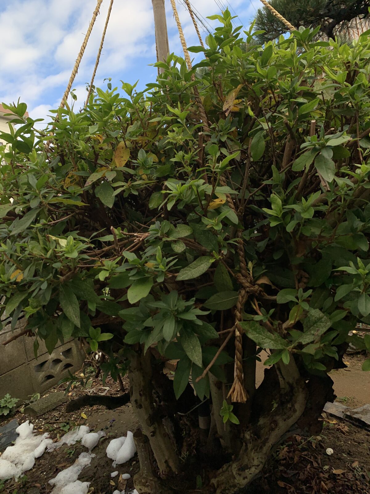 冬の雪に備える雪吊りされた庭の樹木